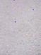 Гель для нарощування Diamond Gel №1 / 15ml 323-2354-0455 фото 3